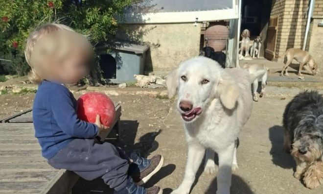 Ζάκυνθος: Ζούσε με 20 σκυλιά η οικογένεια του 2χρονου Λίο – Οι φωτογραφίες του παιδιού με τα ζώα