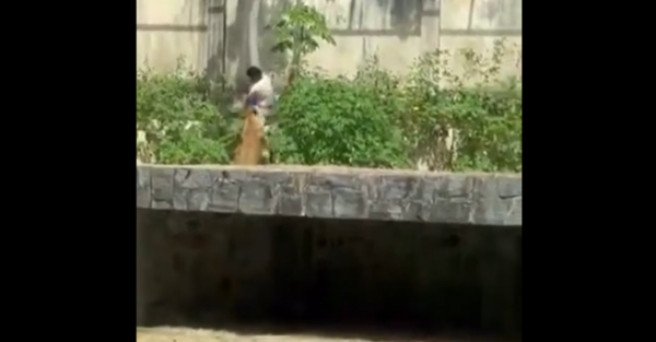 Τραγικός θάνατος για 19χρονο στη Βραζιλία: Μπήκε σε κλουβί ζωολογικού κήπου με λιοντάρια και τον κατασπάραξαν – Δείτε βίντεο