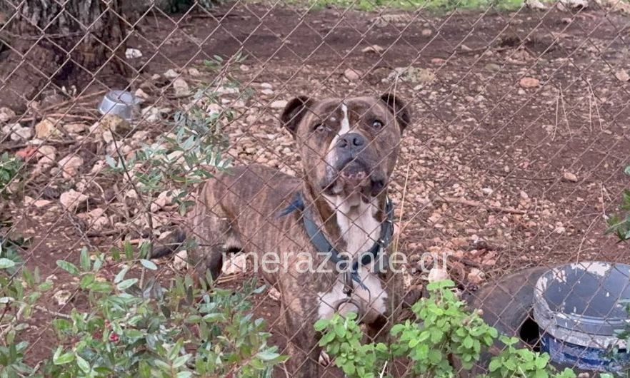 Πως έγινε η φονική επίθεση του πίτμπουλ στη Ζάκυνθο – Συγκλονίζει ο πατέρας του αγοριού: «Με κοίταξε, μου χαμογέλασε και έκλεισε τα μάτια»