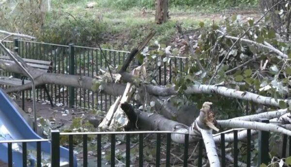 Χαϊδάρι: Τεράστιο δέντρο ξεριζώθηκε και έπεσε μέσα σε παιδική χαρά