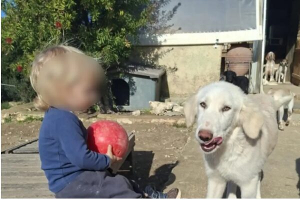 Ζάκυνθος: «Τον έχασα 30 δευτερόλεπτα από τα μάτια μου», λέει ο πατέρας του 2χρονου που σκοτώθηκε από πίτμπουλ – Η οικογένεια φρόντιζε αδέσποτα ζώα