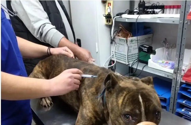 Ζάκυνθος: «Δεν μπορεί να εξημερωθεί» λέει η φιλοζωική για το πίτμπουλ που κατασπάραξε τον 2χρονο