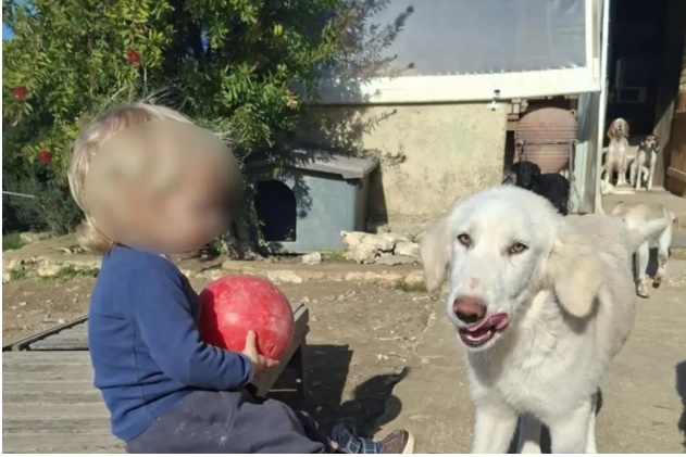 Ζάκυνθος: «Τον έχασα 30 δευτερόλεπτα από τα μάτια μου», λέει ο πατέρας του 2χρονου που σκοτώθηκε από πίτμπουλ – Η οικογένεια φρόντιζε αδέσποτα ζώα