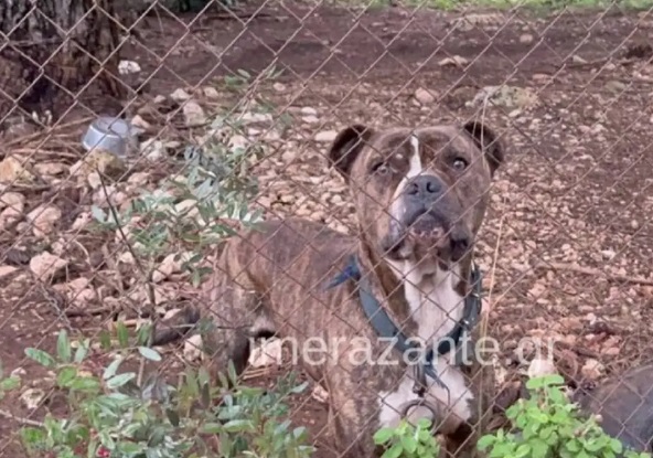 Ζάκυνθος: Τα τελευταία δευτερόλεπτα του 2χρονου πριν ξεψυχήσει από την επίθεση του μανιασμένου πίτμπουλ