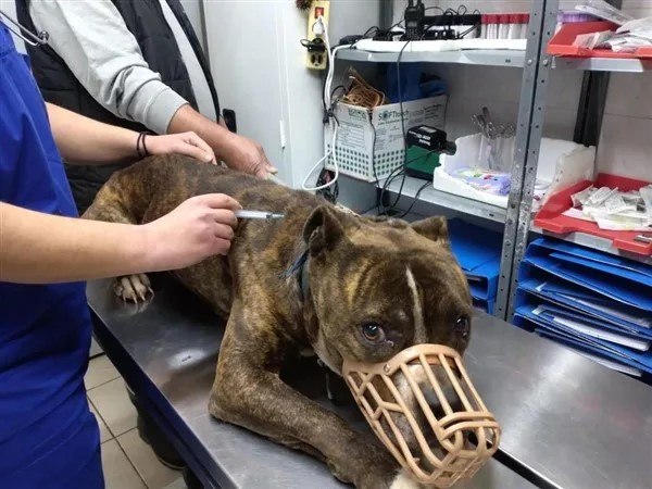 Ζάκυνθος: «Απρόβλεπτος και δυνητικά επικίνδυνος» ο σκύλος που σκότωσε το αγοράκι – Το πόρισμα του ΔΙΚΕΠΑΖ για το πίτμπουλ