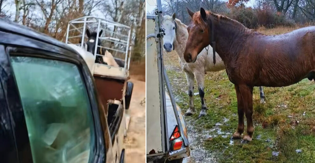 Βίντεο με τη συγκινητική διάσωση αλόγων από πλημμύρα στην Καστοριά: «Στο ποτάμι αυτά, στο ποτάμι και εγώ»