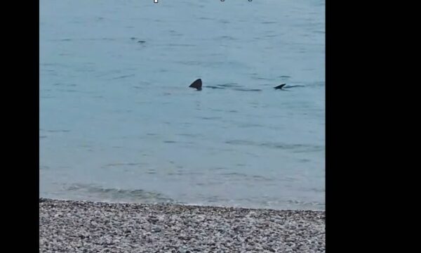 Λουτράκι: Kαρχαρίας κολυμπάει σε ρηχά νερά δίπλα στην παραλία