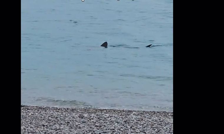 Λουτράκι: Kαρχαρίας κολυμπάει σε ρηχά νερά δίπλα στην παραλία