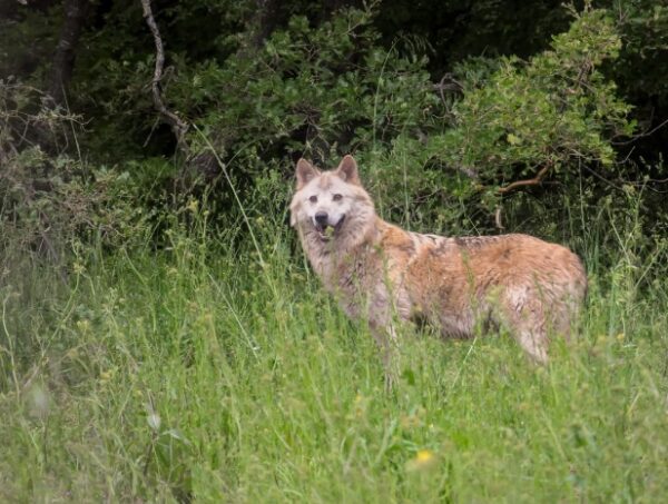 Συναγερμός στο Χαϊδάρι για λύκο στο Ποικίλο Όρος – Οι οδηγίες του Δασαρχείου για τους πολίτες