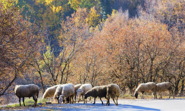 Βόλος: Χειροπέδες σε κτηνοτρόφο που έβοσκε τα πρόβατά του – Παραβίασε τα μέτρα για την ευλογιά