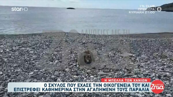 Ο “Χάτσικο” της Κρήτης- Η συγκινητική ιστορία της Μπέλλας- Κάθε μέρα περιμένει να επιστρέψει το αφεντικό της που “έφυγε” από τη ζωή