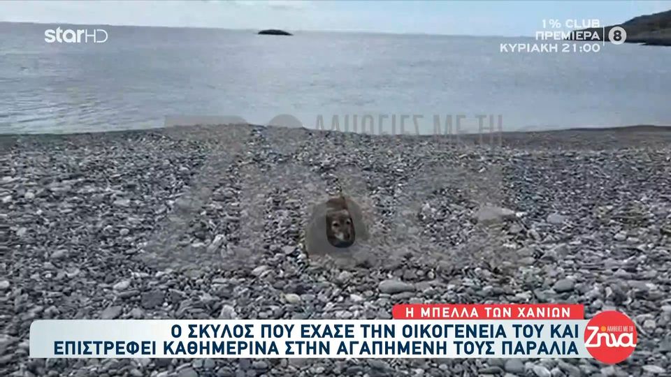 Ο “Χάτσικο” της Κρήτης- Η συγκινητική ιστορία της Μπέλλας- Κάθε μέρα περιμένει να επιστρέψει το αφεντικό της που “έφυγε” από τη ζωή