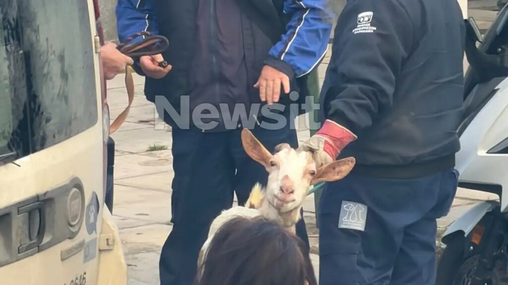 Αμπελόκηποι: Δεκάδες κοτόπουλα, πτηνά και κατσίκες εντοπίστηκαν σε διαμέρισμα έπειτα από καταγγελία για παράνομη εκτροφή