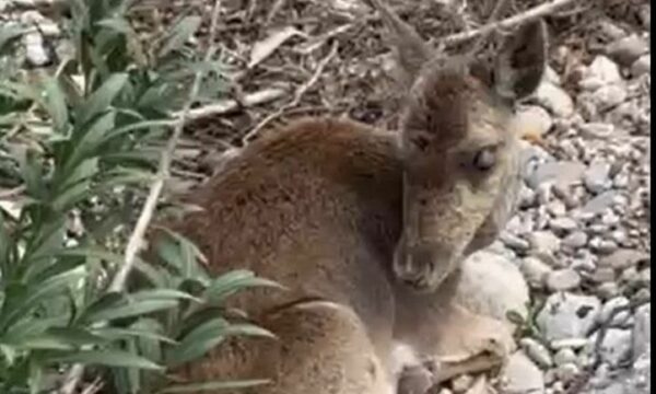Ρόδος: Διέσωσαν τυφλή και τραυματισμένη ελαφίνα σε δύσβατη περιοχή – Συγκινητικό βίντεο