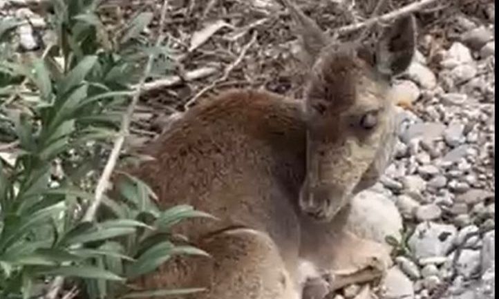 Ρόδος: Διέσωσαν τυφλή και τραυματισμένη ελαφίνα σε δύσβατη περιοχή – Συγκινητικό βίντεο