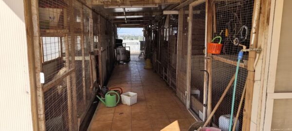 Αμπελόκηποι: Η ανακοίνωση της ΕΛ.ΑΣ. για την φάρμα των ζώων σε πολυκατοικία – Σχηματίστηκε δικογραφία, βρέθηκαν από κατσίκες μέχρι πάπιες