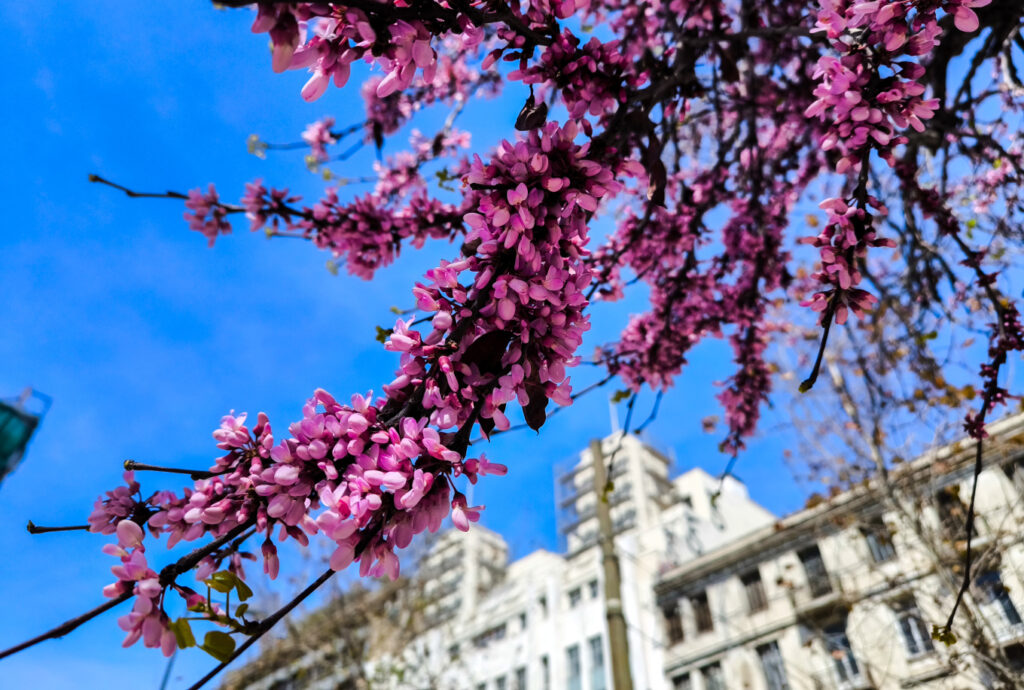 Ανοιξιάτικος ο καιρός σήμερα με θερμοκρασίες έως 26 βαθμούς, πότε χαλάει