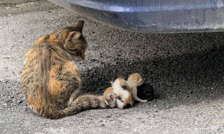 Κτηνωδία στον Βόλο: Έδεσαν νεογέννητα γατάκια στην ουρά της μητέρας τους