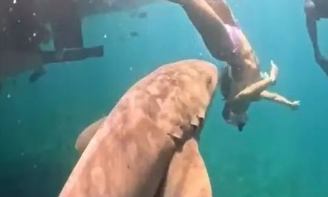 Βραζιλία: Βίντεο που κόβει την ανάσα – Η στιγμή που καρχαρίας δαγκώνει δύτρια (σκληρές εικόνες)