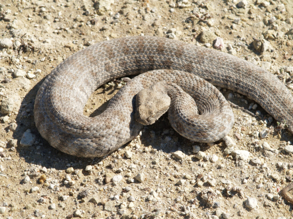 Εκτός κινδύνου ο 13χρονος από τη Σύρο που υπέστη δάγκωμα από φίδι