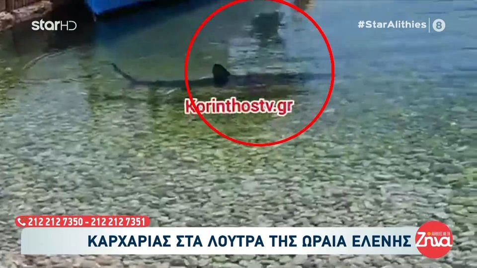Σοκάρει το video-ντοκουμέντο με τον καρχαρία στα Λουτρά της Ωραίας Ελένης!