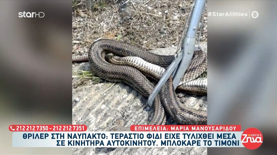 Ναύπακτος-Θρίλερ στην άσφαλτο: Άνοιξε το καπό και είδε ένα τεράστιο φίδι τυλιγμένο στη μηχανή