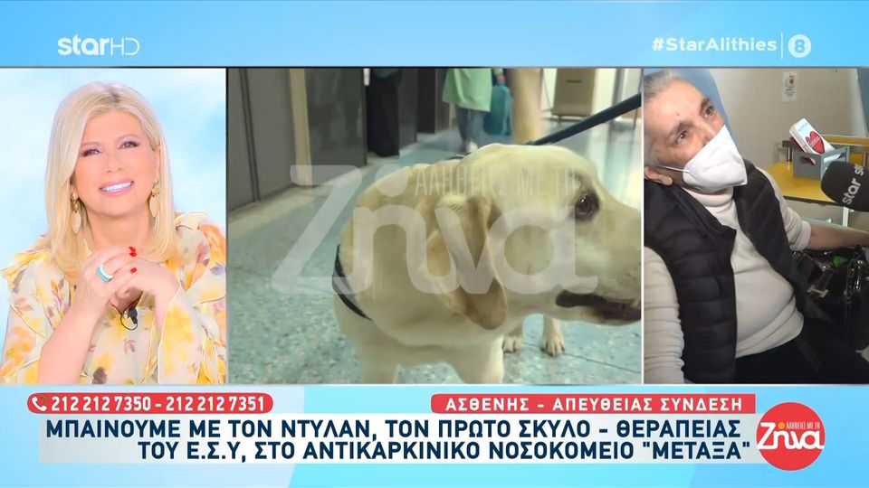 Γνωρίστε τον Ντύλαν, τον πιο γλυκό «γιατρό» του ΕΣΥ-Κουνάει την ουρά του και διώχνει τον φόβο της χημειοθεραπείας