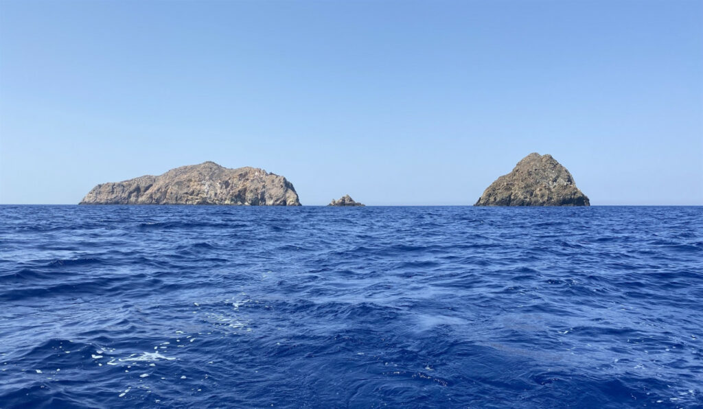 Προειδοποίηση WWF προς Έλληνες ψαράδες και καταναλωτές: Μην φάτε αυτό το ψάρι αν το αλιεύσετε