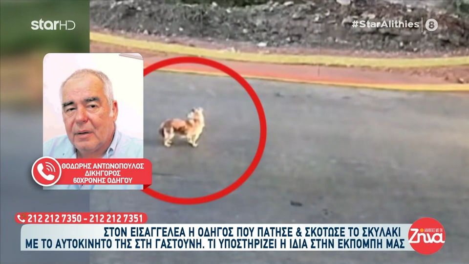Οργή για την οδηγό που σκότωσε και εγκατέλειψε σκυλάκι στη Γαστούνη- Δικηγόρος 60χρονης: Πρόκειται για ατύχημα…Φαίνεται ξεκάθαρα ότι σταματάει το αυτοκίνητο…