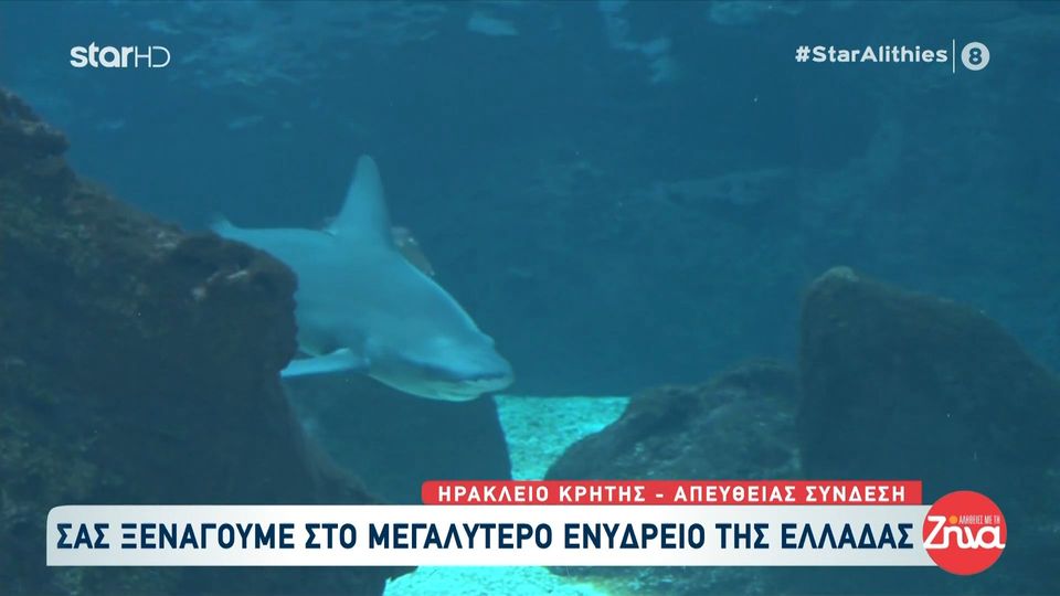 Η εκπομπή “Αλήθειες με τη Ζήνα” ρίχνει “αυλαία” και μας ξεναγεί στο μεγαλύτερο ενυδρείο της Ελλάδας στο Ηράκλειο της Κρήτης