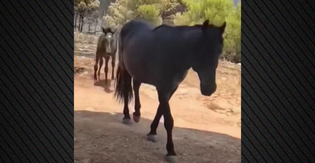 Συγκινητικό βίντεο: Τα άλογα που έφυγαν τρομαγμένα από τη φωτιά στη Δυτική Αττική, πίνουν νερό από το χέρι πυροσβεστών