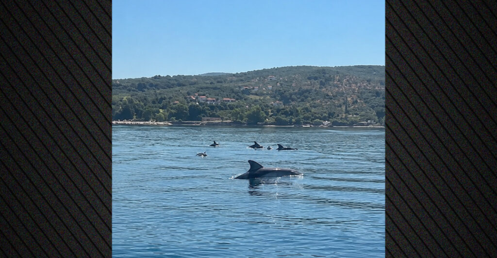 Δείτε βίντεο: Κοπάδι δελφινιών κολύμπησε δίπλα σε σκάφος στον Παγασητικό, «ένα όνειρο έγινε πραγματικότητα»