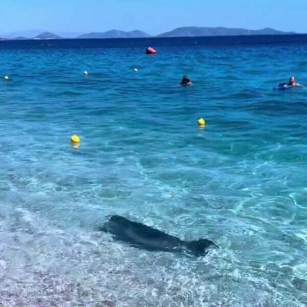Φώκια εμφανίστηκε στα ρηχά στην Κινέτα και άφησε άφωνους τους λουόμενους – Δείτε το βίντεο