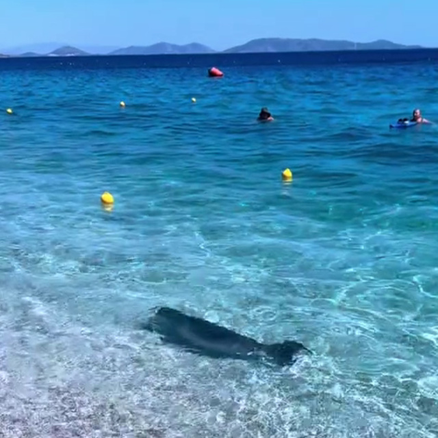 Φώκια εμφανίστηκε στα ρηχά στην Κινέτα και άφησε άφωνους τους λουόμενους – Δείτε το βίντεο