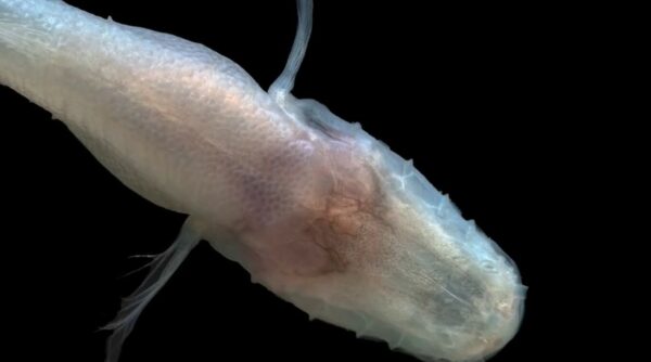 Επιστήμονες στην Αλαμπάμα ανακάλυψαν το πιο σπάνιο ψάρι: Είναι άχρωμο, δεν έχει μάτια και πήρε το όνομά του από το Stranger Things