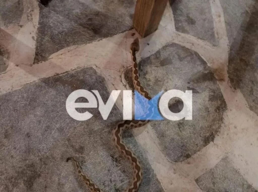 Αναστάτωση σε ταβέρνα στην Εύβοια από φίδι που περνούσε κάτω από τα τραπέζια, δείτε βίντεο