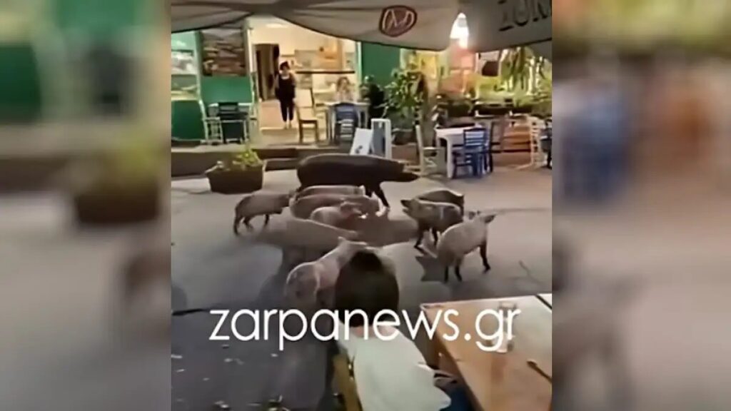 Χανιά: Γουρουνάκια πήγαν για καφέ και έκαναν βόλτα μπροστά σε μαγαζιά στον Βάμο Αποκορώνου